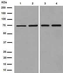 Western blot - Anti-ERp72 antibody [EPR14824(B)] (AB190348)