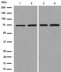 Western blot - Anti-ERp72 antibody [EPR14824(B)] - BSA and Azide free (AB251013), expandable thumbnail