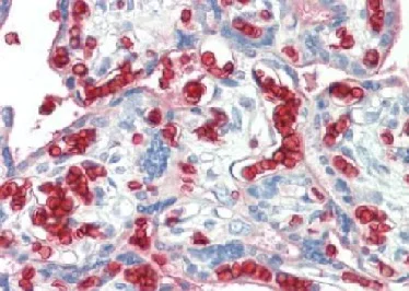 Immunohistochemistry (Formalin/PFA-fixed paraffin-embedded sections) - Anti-Erythrocytes antibody (AB197770)