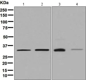 Western blot - Anti-ESD antibody [EPR8446] (AB131211)