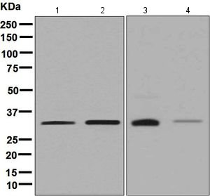 Western blot - Anti-ESD antibody [EPR8446] - BSA and Azide free (AB248372), expandable thumbnail