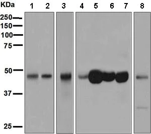 Western blot - Anti-ESE1 antibody [EPESER1] - BSA and Azide free (AB248579)