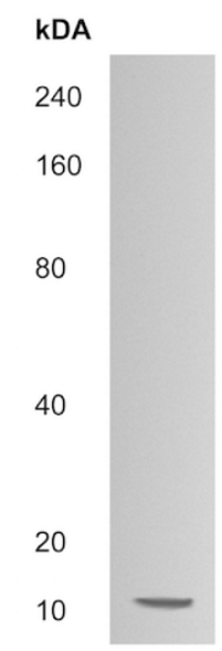 Western blot - Anti-ESGP antibody (AB214934)