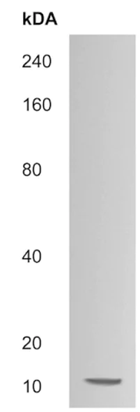 Western blot - Anti-ESGP antibody (AB214934)
