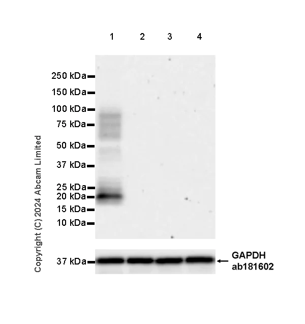 Western blot - Anti-ESM1 antibody [EPR29619-546] - BSA and Azide free (AB324768)