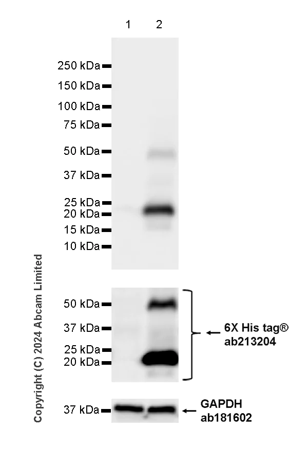 Western blot - Anti-ESM1 antibody [EPR29619-546] - BSA and Azide free (AB324768)