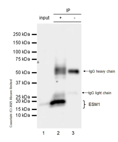 Immunoprecipitation - Anti-ESM1 antibody [RM1338] (AB323845)