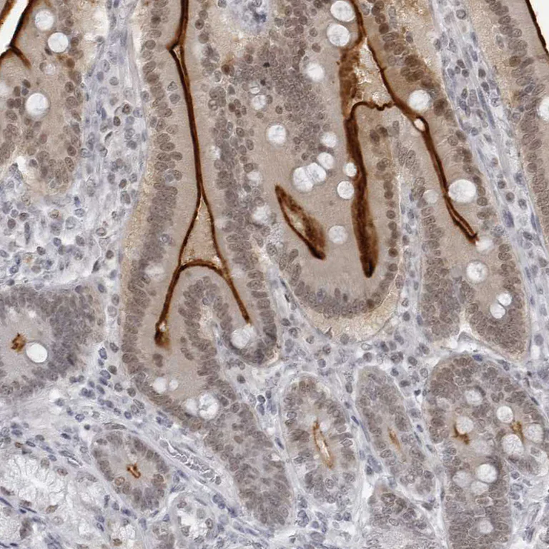 Immunohistochemistry (Formalin/PFA-fixed paraffin-embedded sections) - Anti-Espin antibody (AB254774)