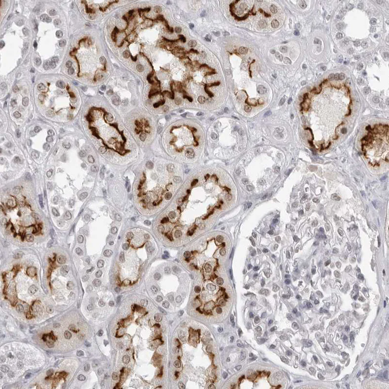 Immunohistochemistry (Formalin/PFA-fixed paraffin-embedded sections) - Anti-Espin antibody (AB254774)