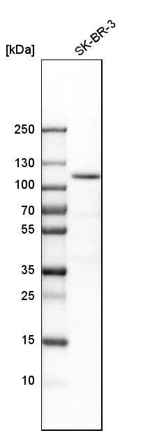 Western blot - Anti-Espin antibody (AB254774)