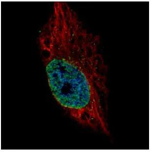 Immunocytochemistry/ Immunofluorescence - Anti-ESRP2 antibody (AB155227)