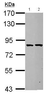 Western blot - Anti-ESRP2 antibody (AB155227)