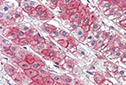 Immunohistochemistry (Formalin/PFA-fixed paraffin-embedded sections) - Anti-Estrogen-induced gene 121 protein antibody (AB133374)