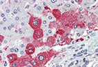 Immunohistochemistry (Formalin/PFA-fixed paraffin-embedded sections) - Anti-Estrogen-induced gene 121 protein antibody (AB133374)