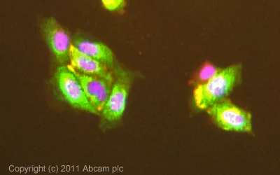 Immunocytochemistry/ Immunofluorescence - Anti-Estrogen Inducible Protein pS2 antibody [EPR3972] - BSA and Azide free (AB239908)