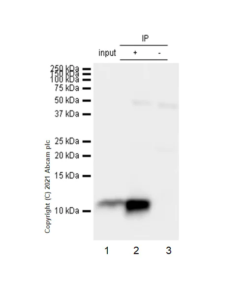 Immunoprecipitation - Anti-Estrogen Inducible Protein pS2 antibody [EPR3972] - BSA and Azide free (AB239908)