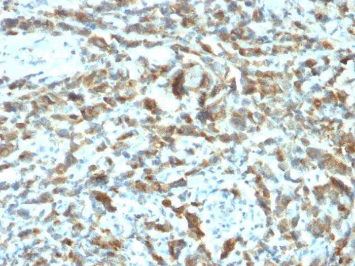 Immunohistochemistry (Formalin/PFA-fixed paraffin-embedded sections) - Anti-Estrogen Inducible Protein pS2 antibody [TFF1/2133] (AB268118)