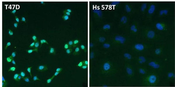 Immunocytochemistry/ Immunofluorescence - Anti-Estrogen Receptor alpha antibody (AB3575)