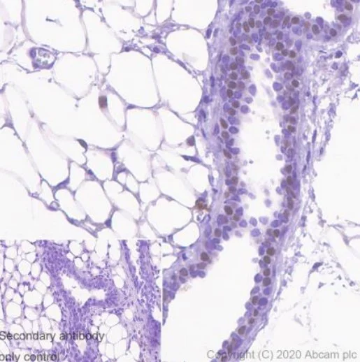 Immunohistochemistry (Formalin/PFA-fixed paraffin-embedded sections) - Anti-Estrogen Receptor alpha antibody [CRET94D] (AB241557)
