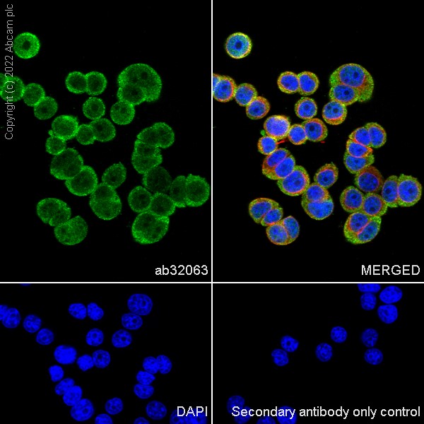 Immunocytochemistry/ Immunofluorescence - Anti-Estrogen Receptor alpha antibody [E115] - BSA and Azide free (ab271827), expandable thumbnail