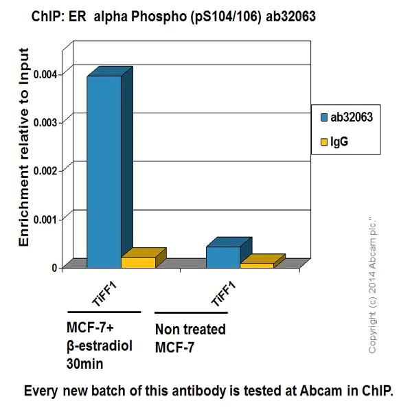 ChIP - Anti-Estrogen Receptor alpha antibody [E115] - ChIP Grade (AB32063)