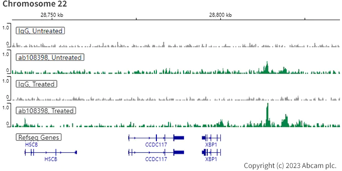 ChIC/CUT&RUN sequencing - Anti-Estrogen Receptor alpha antibody [EPR4097] (AB108398)