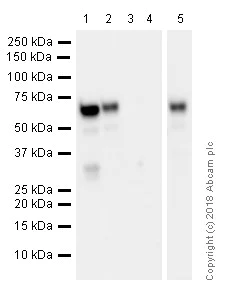 Western blot - Anti-Estrogen Receptor alpha antibody [EPR4097] (AB108398)