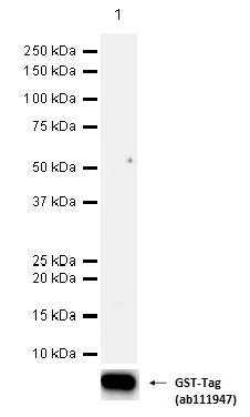 Western blot - Anti-Estrogen Receptor alpha antibody [EPR4097] (AB108398)
