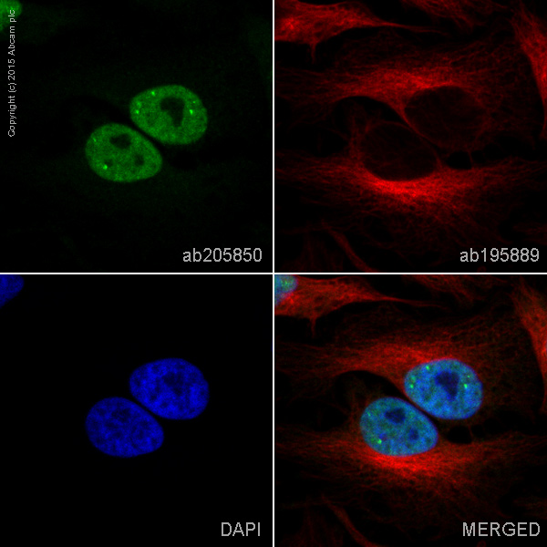 Immunocytochemistry/ Immunofluorescence - Anti-Estrogen Receptor alpha antibody [EPR4097] - BSA and Azide free (AB167610), expandable thumbnail