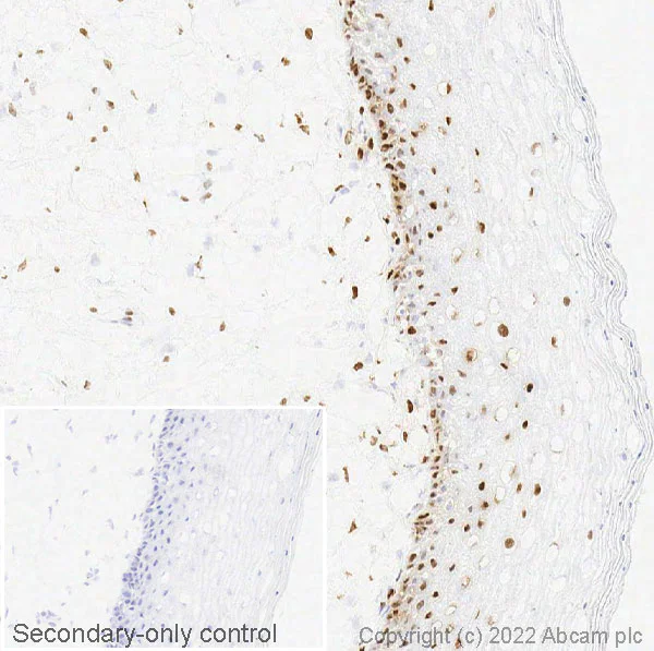 Immunohistochemistry (Frozen sections) - Anti-Estrogen Receptor alpha antibody [EPR4097] - BSA and Azide free (AB167610)