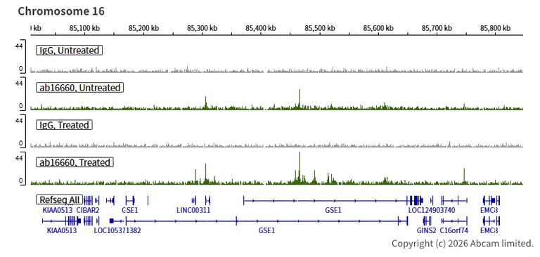 ChIC/CUT&RUN sequencing - Anti-Estrogen Receptor alpha antibody [SP1] (AB16660)