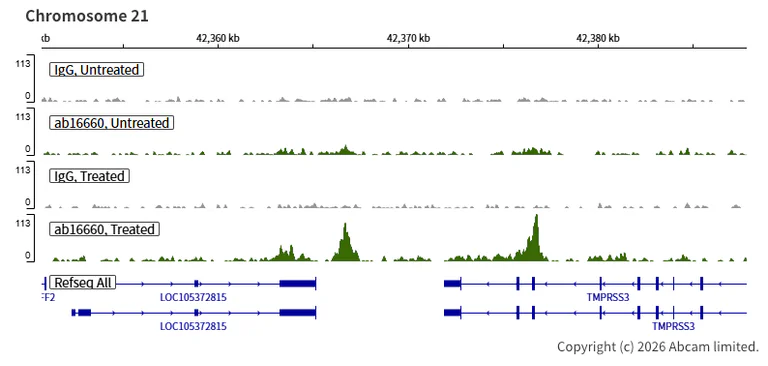 ChIC/CUT&RUN sequencing - Anti-Estrogen Receptor alpha antibody [SP1] (AB16660)