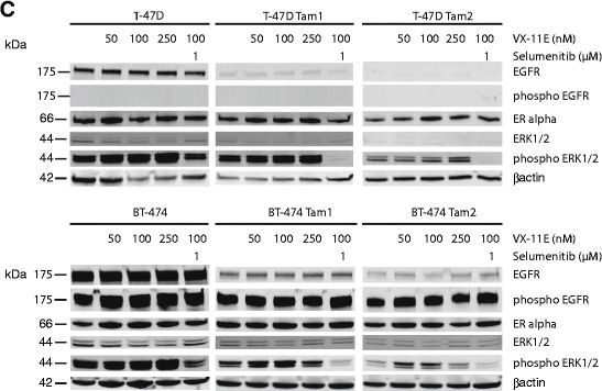 Western blot - Anti-Estrogen Receptor alpha antibody [SP1] (ab16660), expandable thumbnail
