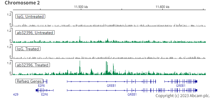 ChIC/CUT&RUN sequencing - Anti-Estrogen Receptor alpha (phospho S118) antibody [E91] (ab32396), expandable thumbnail