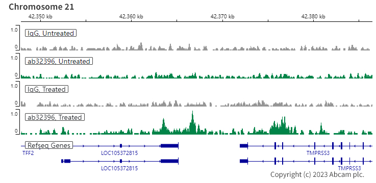 ChIC/CUT&RUN sequencing - Anti-Estrogen Receptor alpha (phospho S118) antibody [E91] (ab32396), expandable thumbnail