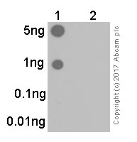 Dot Blot - Anti-Estrogen Receptor alpha (phospho S118) antibody [E91] (AB32396), expandable thumbnail