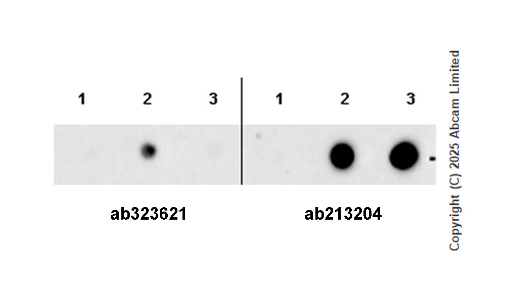 Dot Blot - Anti-Estrogen receptor beta antibody [EPR27876-74] (AB323621), expandable thumbnail