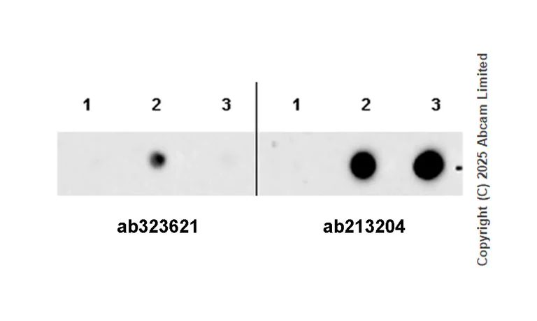 Dot Blot - Anti-Estrogen receptor beta antibody [EPR27876-74] (AB323621)