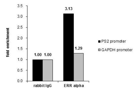 ChIP - Anti-Estrogen Related Receptor alpha antibody (AB137489), expandable thumbnail