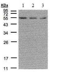 Western blot - Anti-Estrogen Related Receptor alpha antibody (ab137489), expandable thumbnail