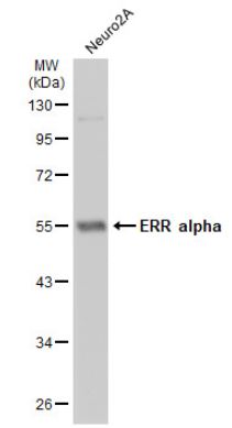 Western blot - Anti-Estrogen Related Receptor alpha antibody (AB137489), expandable thumbnail