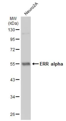 Western blot - Anti-Estrogen Related Receptor alpha antibody (AB137489)