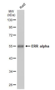 Western blot - Anti-Estrogen Related Receptor alpha antibody (AB137489), expandable thumbnail