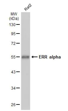 Western blot - Anti-Estrogen Related Receptor alpha antibody (AB137489)