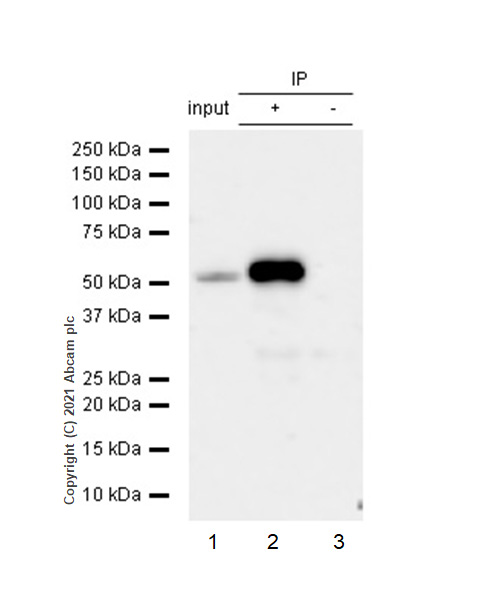 Immunoprecipitation - Anti-Estrogen Related Receptor alpha antibody [EPR46Y] - BSA and Azide free (AB239879), expandable thumbnail