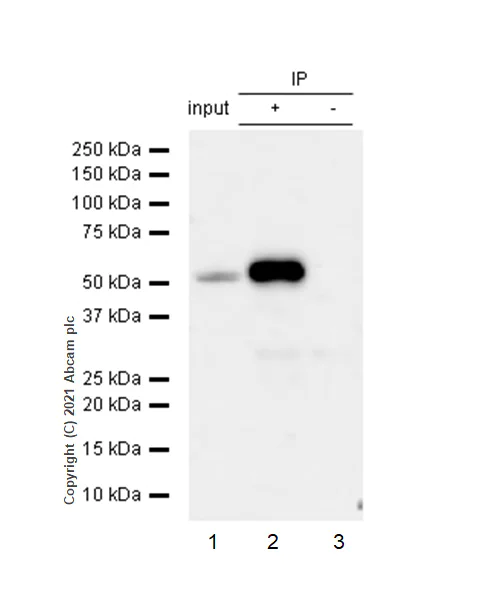 Immunoprecipitation - Anti-Estrogen Related Receptor alpha antibody [EPR46Y] - BSA and Azide free (AB239879)