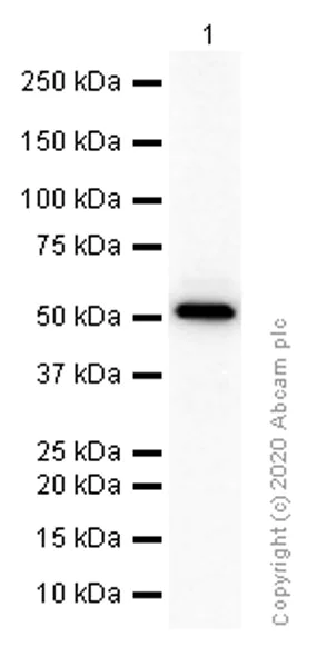 Western blot - Anti-Estrogen Related Receptor alpha antibody [EPR46Y] - BSA and Azide free (AB239879)