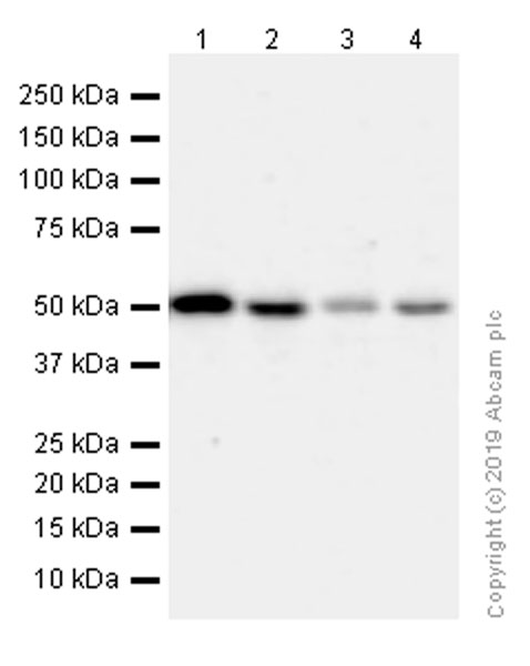 Western blot - Anti-Estrogen Related Receptor alpha antibody [EPR46Y] - BSA and Azide free (AB239879), expandable thumbnail
