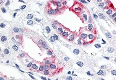 Immunohistochemistry (Formalin/PFA-fixed paraffin-embedded sections) - Anti-Estrogen Related Receptor gamma antibody - C-terminal (AB219547)
