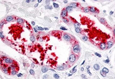 Immunohistochemistry (Formalin/PFA-fixed paraffin-embedded sections) - Anti-Estrogen Related Receptor gamma antibody - C-terminal (AB219547)